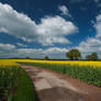 Rapeseed Fields