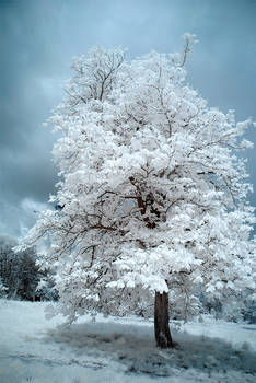 The Last Tree...