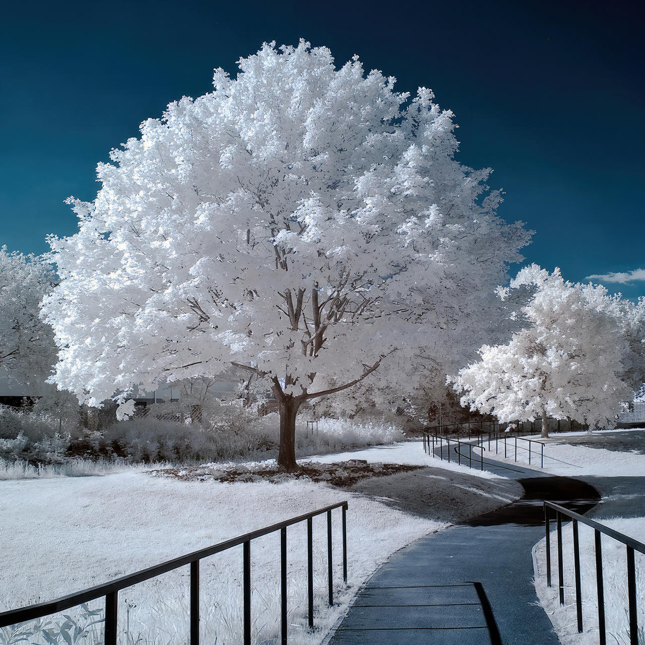 Urban Ghost Trees I