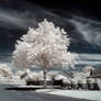 Urban Ghost Trees III