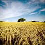 .: Wheat Field II :.