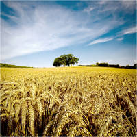 .: Wheat Field II :.