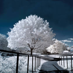 Urban Ghost Trees Redux