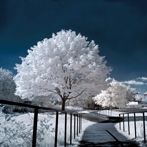 Urban Ghost Trees Redux