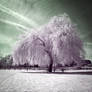 .: White Willow II :.