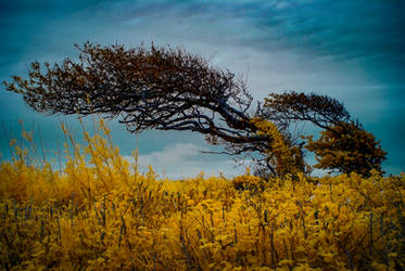 Windswept tree on Exmoor by DavidCraigEllis