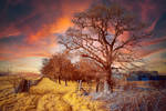 Infrared New Sky by DavidCraigEllis