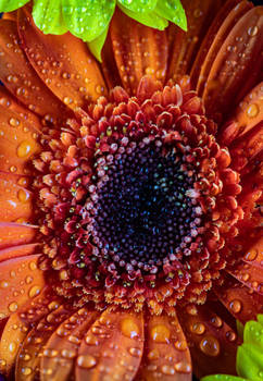 Macro 1