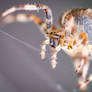 Macro Spider