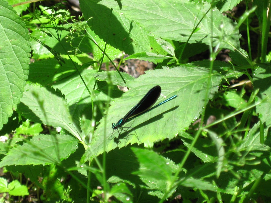 Dragonfly