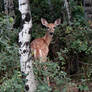 Fawn in the Forest