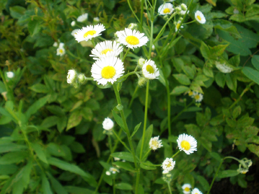 Summer Blooms