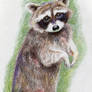 Raccoon