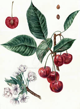 Cherry Botanical Art