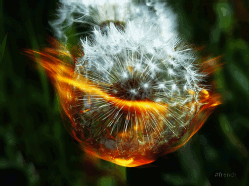 Dandelion inflammable by Apolonis