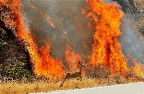 Deer running from a forest fire by Apolonis on DeviantArt Deer running from a forest fire by Apolonis on DeviantArt