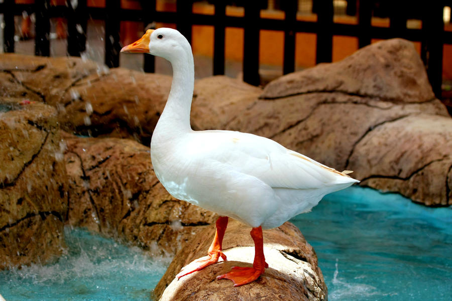 Duck Rasim Duck by Mahboobalam on DeviantArt