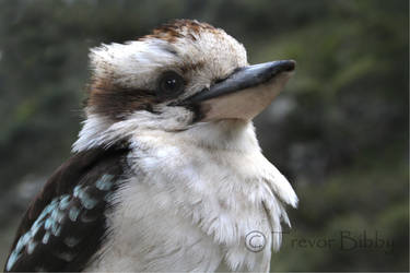 kooka