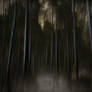 Nocturnal ballad in the woods