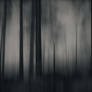 The magical forest