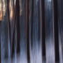 Shivering trees in the evening sun