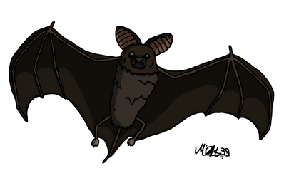 Bat