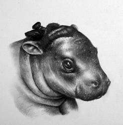 Horatio the Hippo