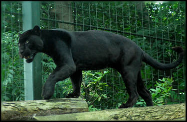 Panther