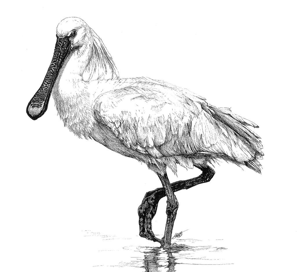 Spoonbill by Char10tte on DeviantArt