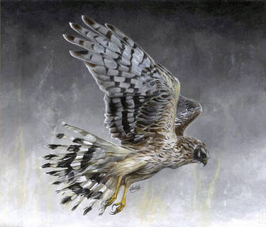 Hen Harrier