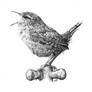 Wren