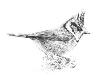 Crested Tit