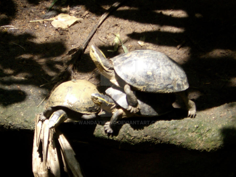Turtle March Deviantart Three Rocks trio of turtles by wandaywang on DeviantArt