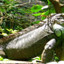devious iguana
