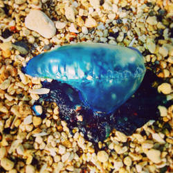 Portuguese Man 'O War