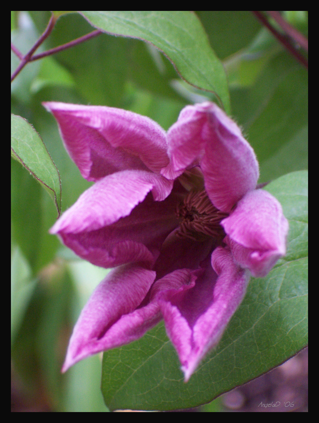 Clematis Bloom