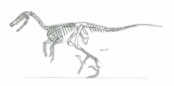 Velociraptor Skeleton By Fool9 On Deviantart