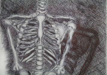 Skeleton