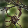 Asymmetrical Tree Crab