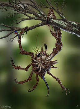 Asymmetrical Tree Crab