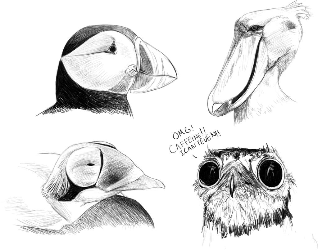 Funny Looking Birds by rob-powell on DeviantArt
