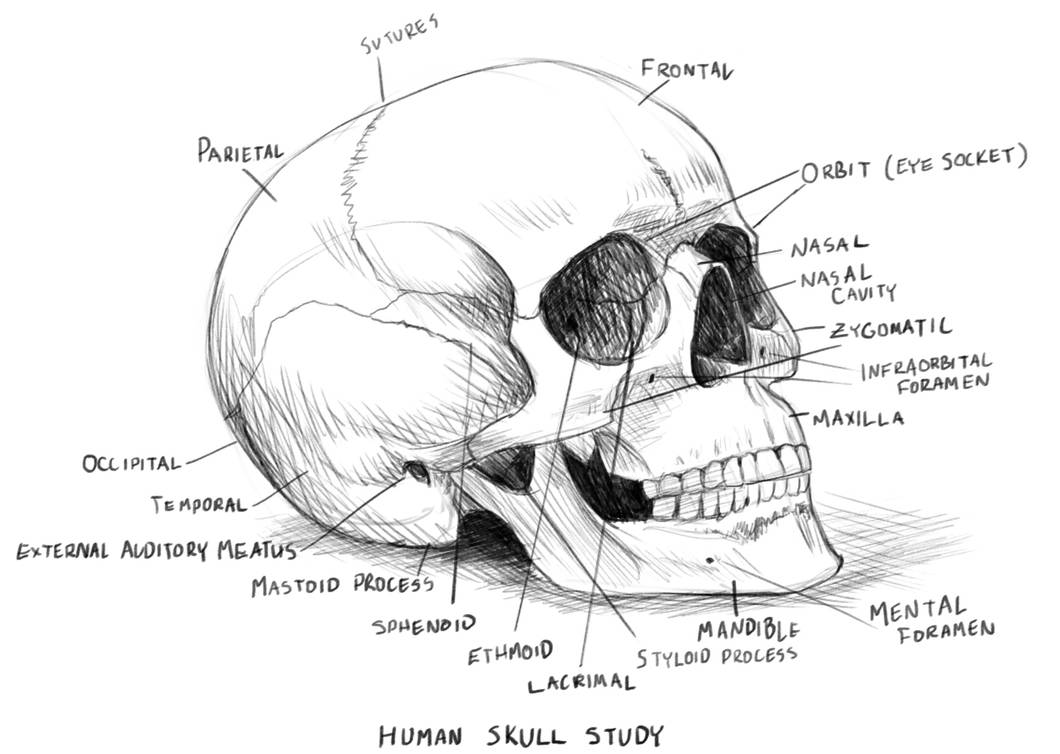 Human Skull Anatomy Study By Rob Powell On Deviantart