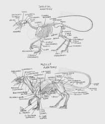 Rostrodon Skeletal and Musclular Anatomy
