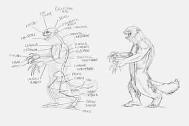 Honey Badger Hybrid Rig and Surface Anatomy