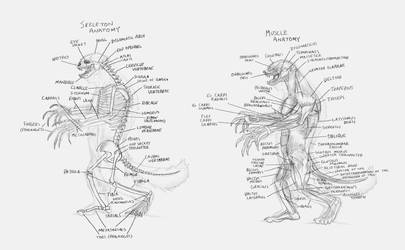 Honey Badger Hybrid Skeletal and Muscle Anatomy