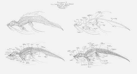 River Dragon Anatomical Breakdowns