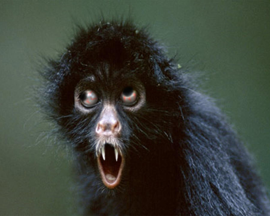 Monkey Rzy Crazy MonkEy by anime-ink on DeviantArt
