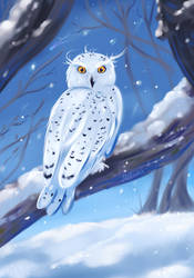 Snowy Owl