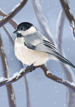 Chickadee