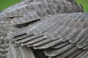 black feathers